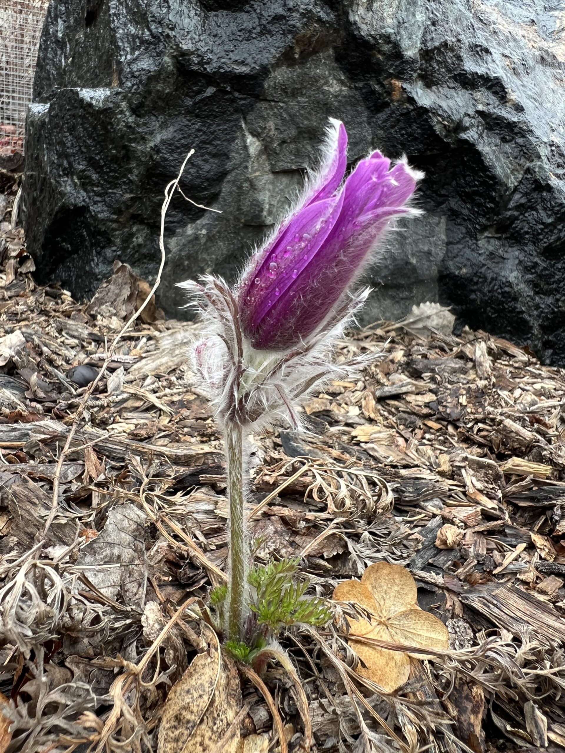 Early Crocus