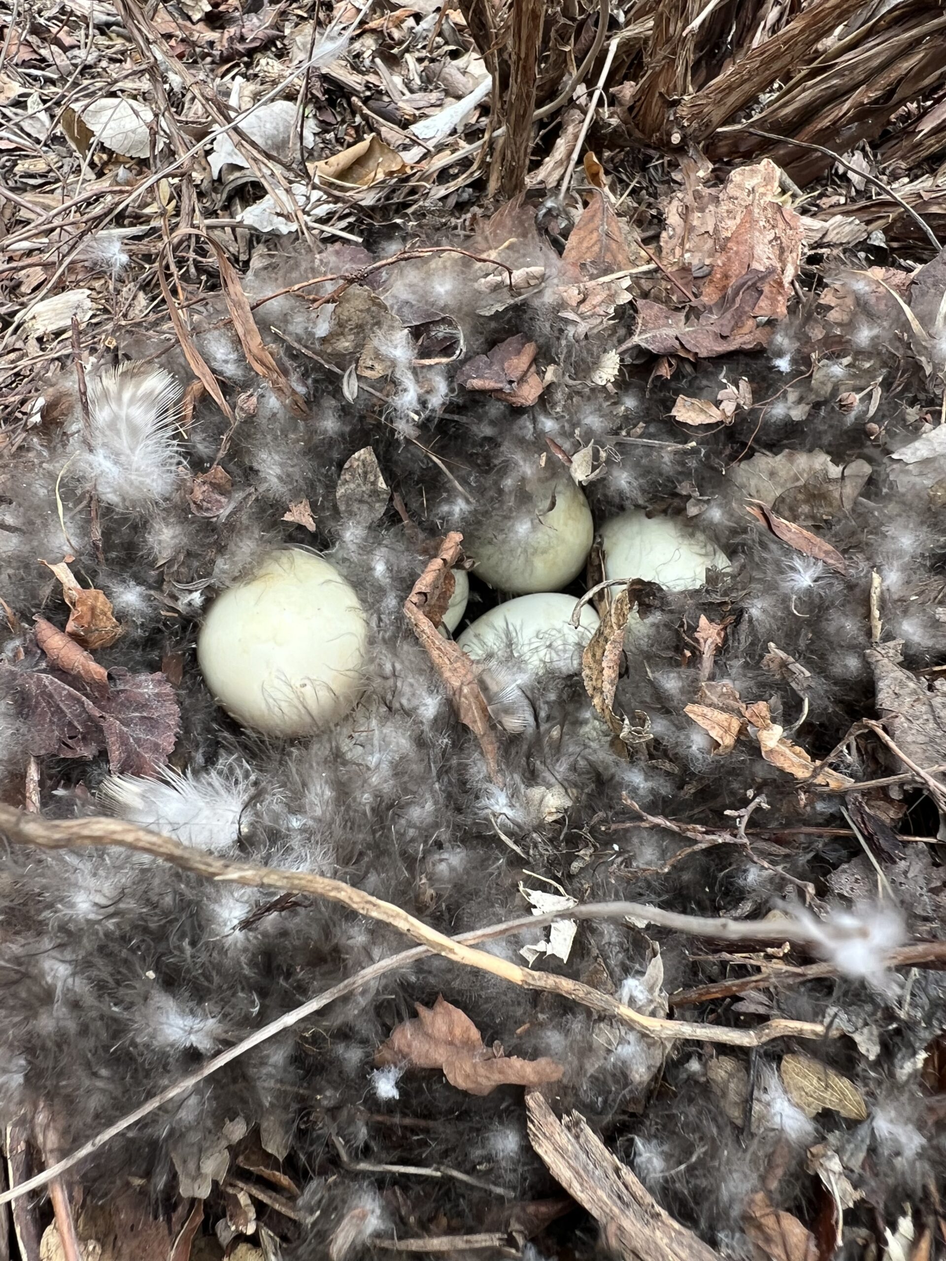 Growing Something New