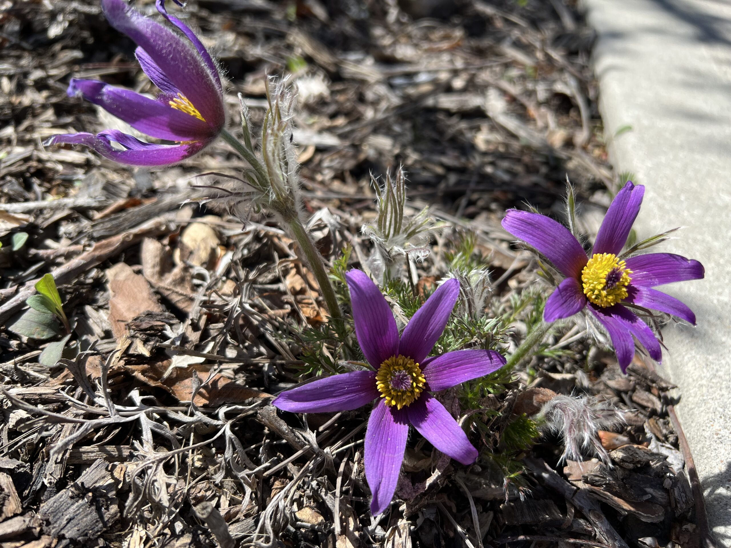 Wild(ish) Crocuses