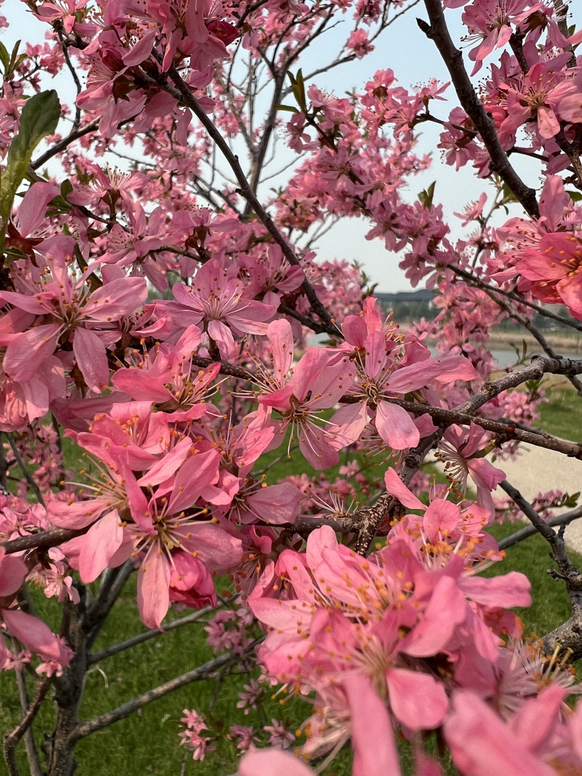 Neighborhood Variety