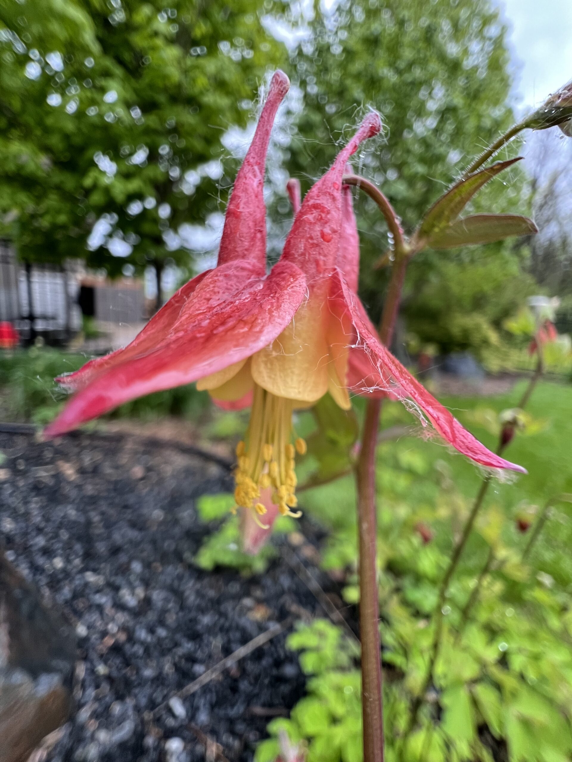 Volunteer Columbine