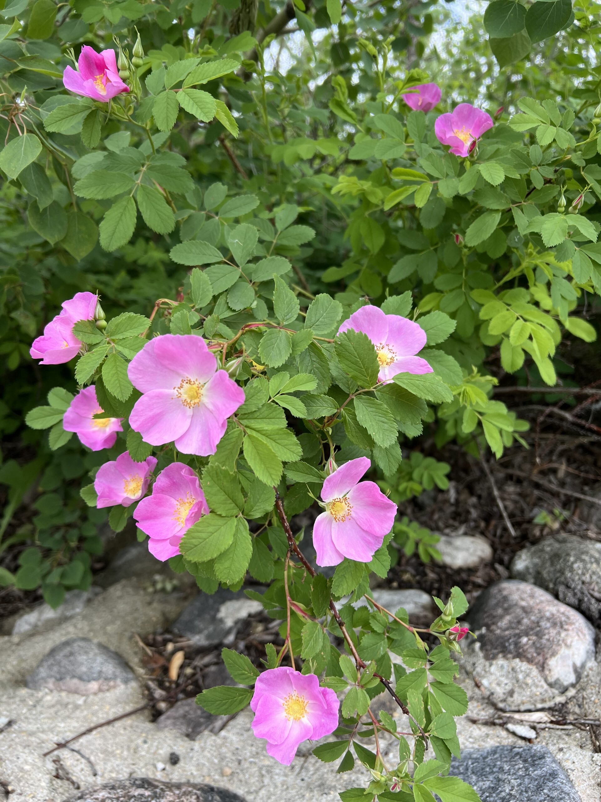 Wild Roses in the Wild