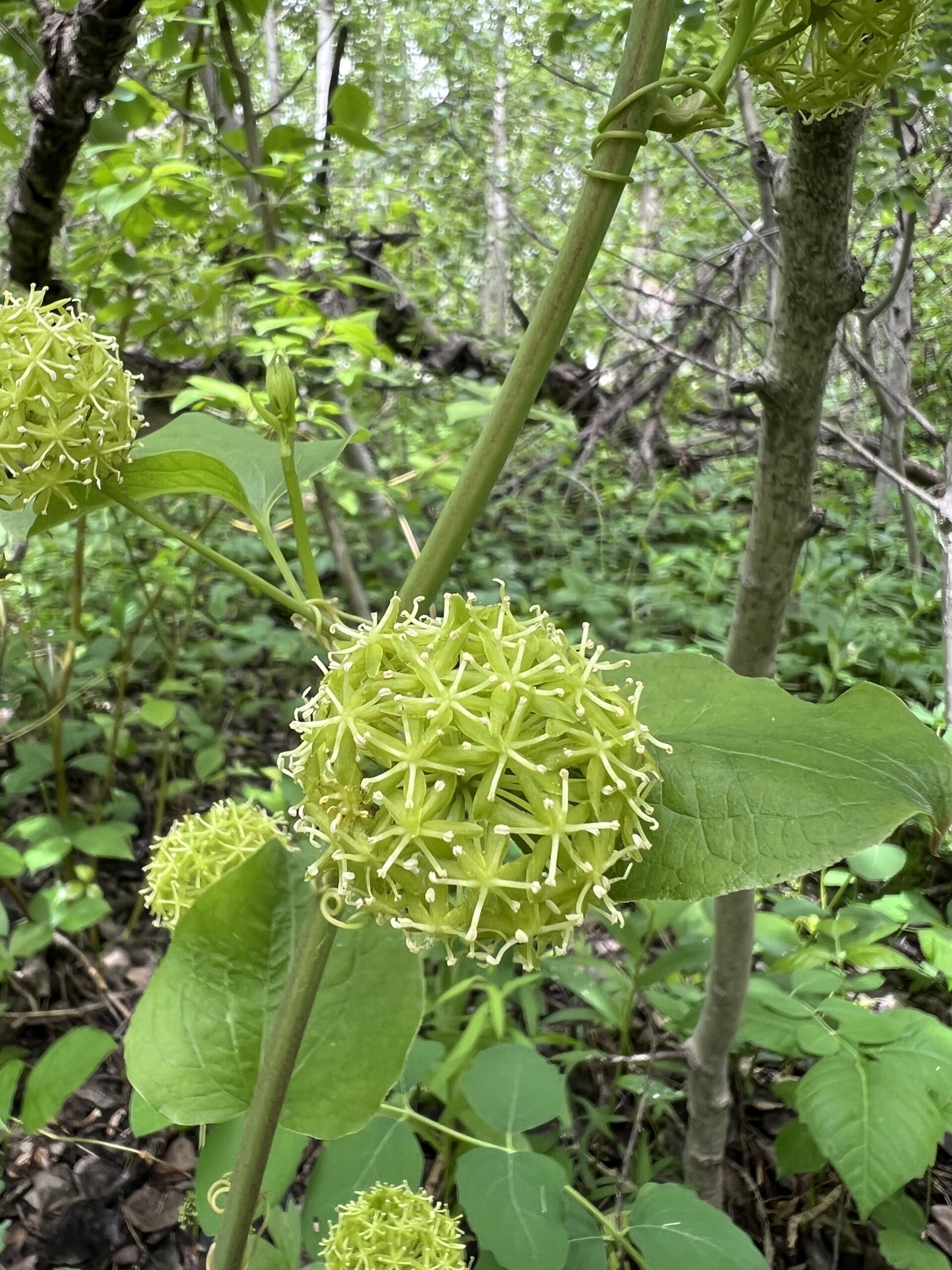 Dodecahedron Flower?