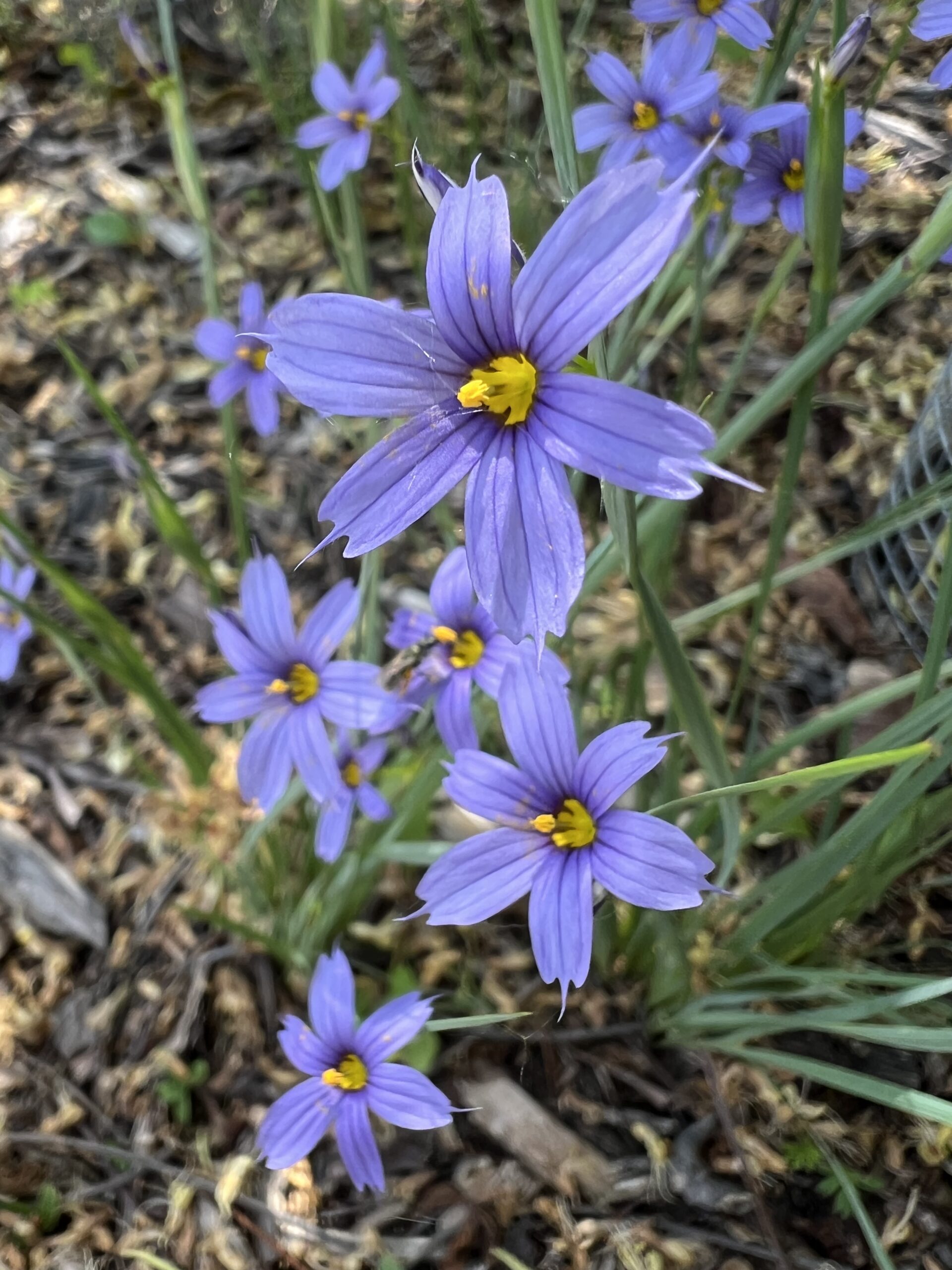 Blue-Eyed Grass