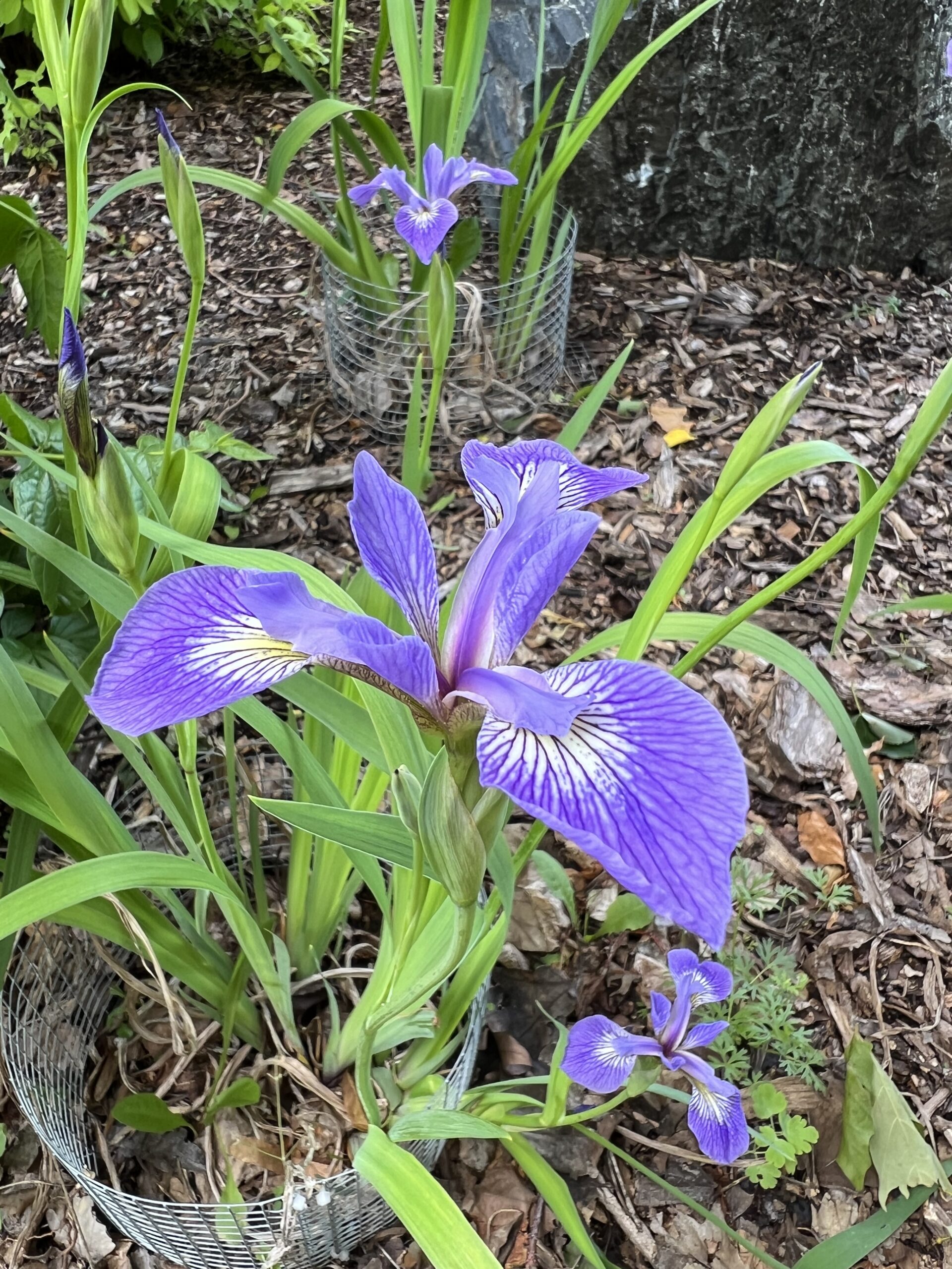 Leap-Year Iris