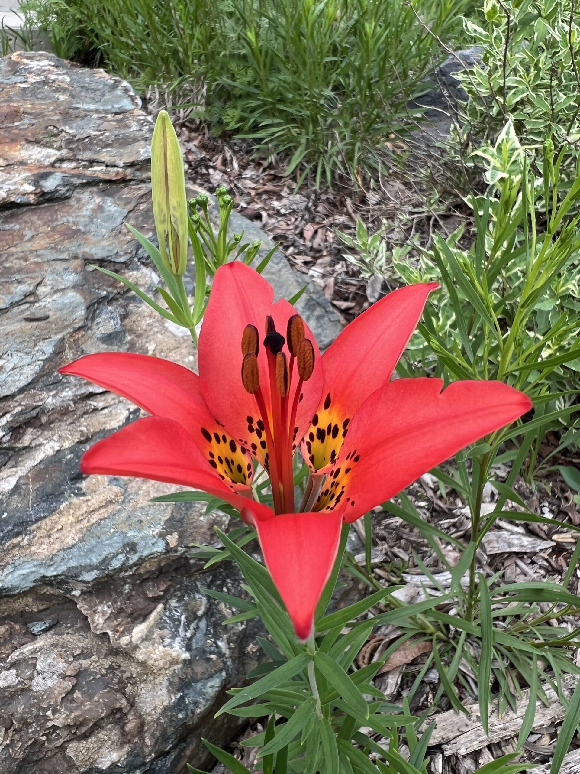 First Prairie Lily