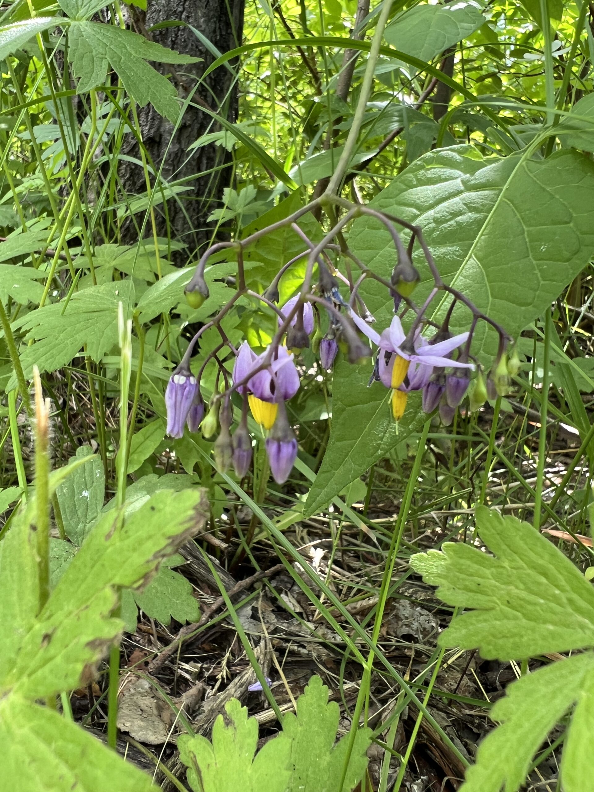 Shooting Star in the Wild