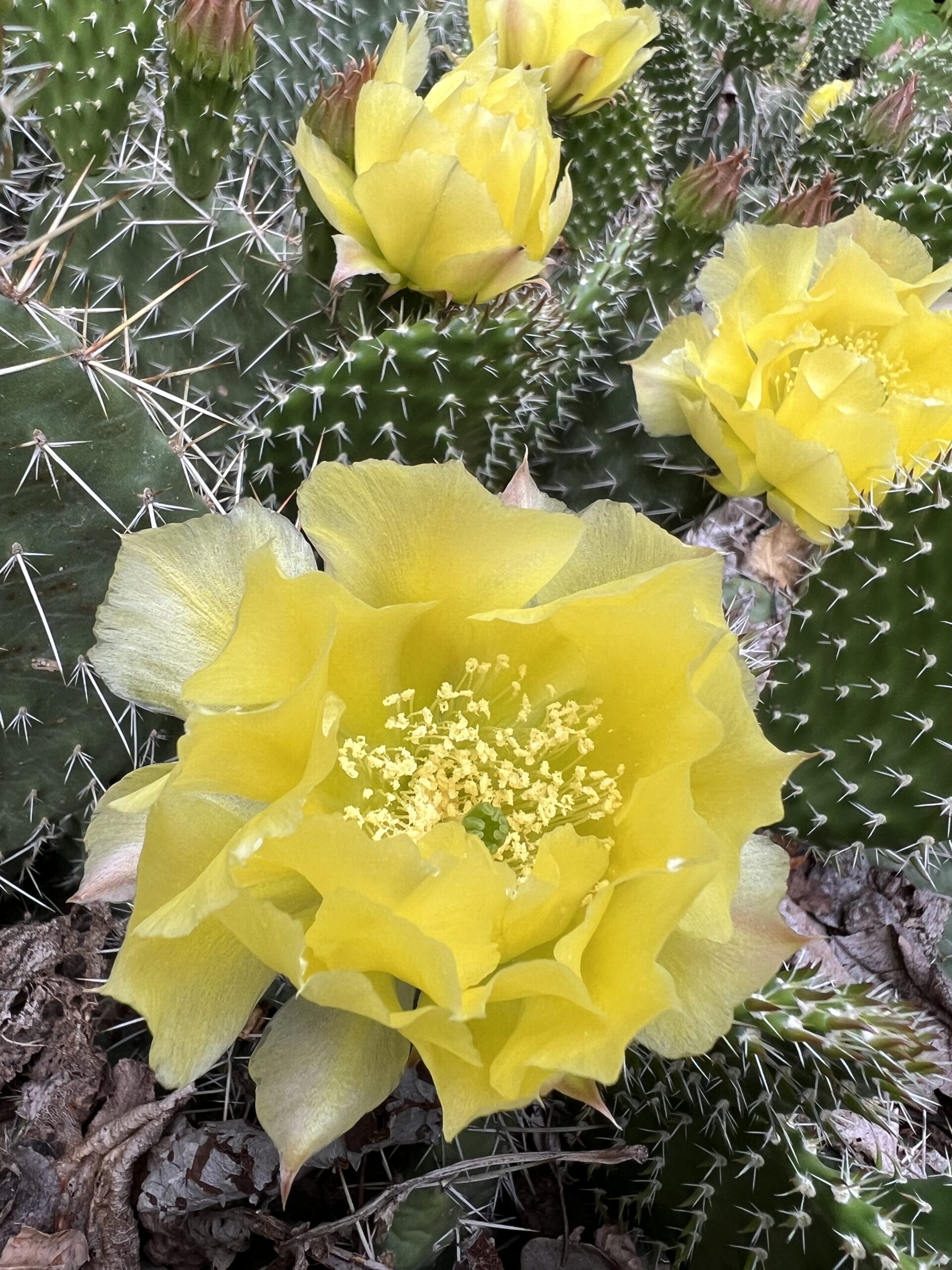 Prickly but Delicate