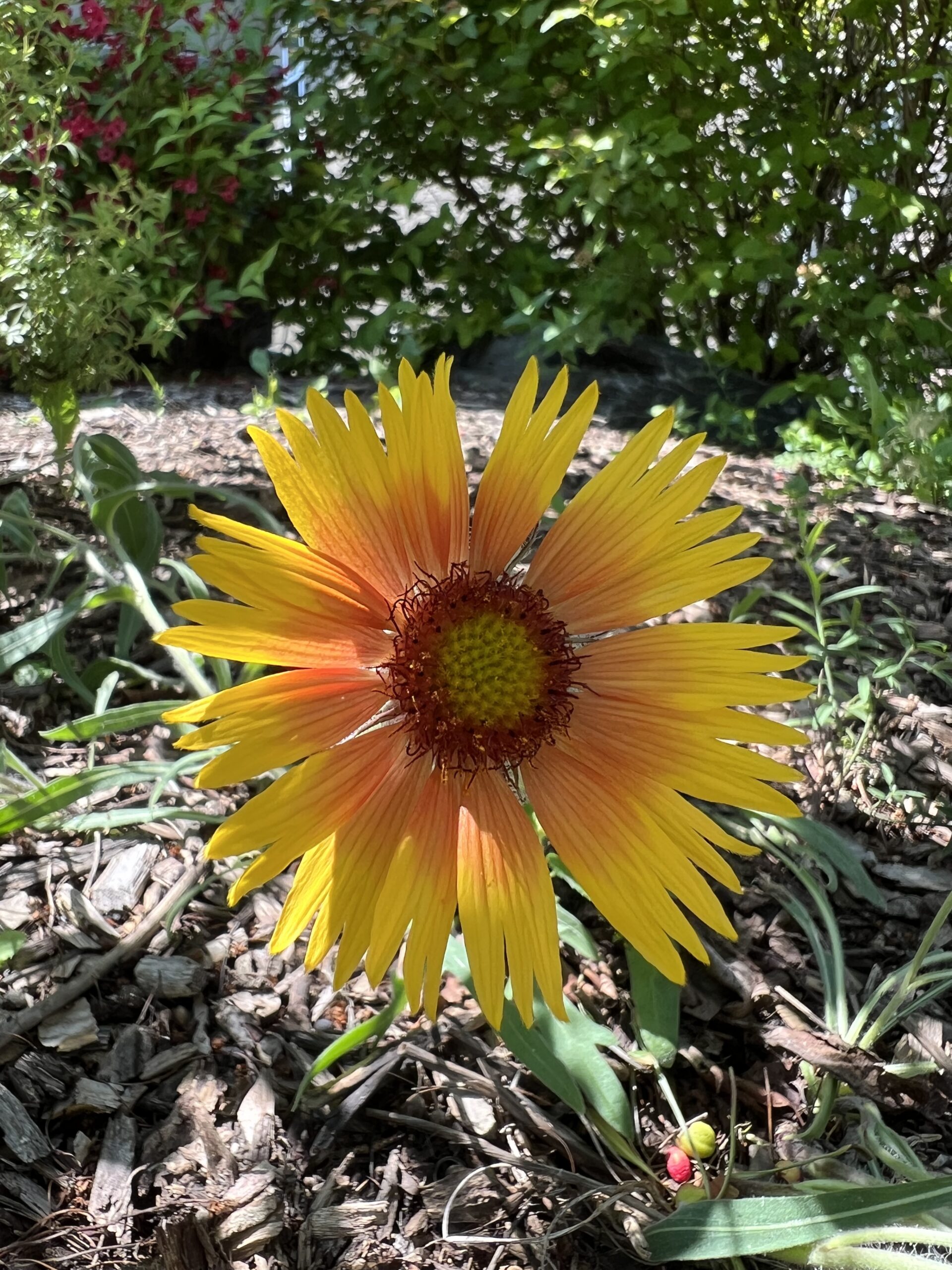 Lonely Blanket Flower