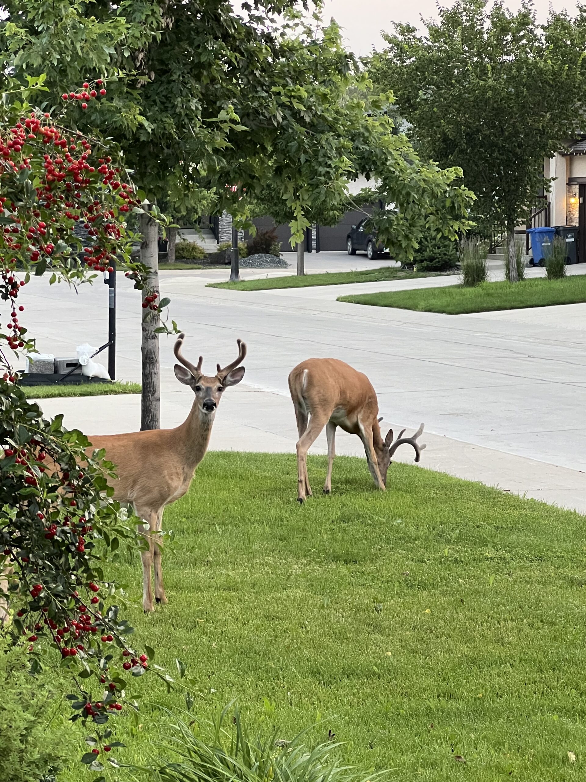Me? You saw me eating cherries?