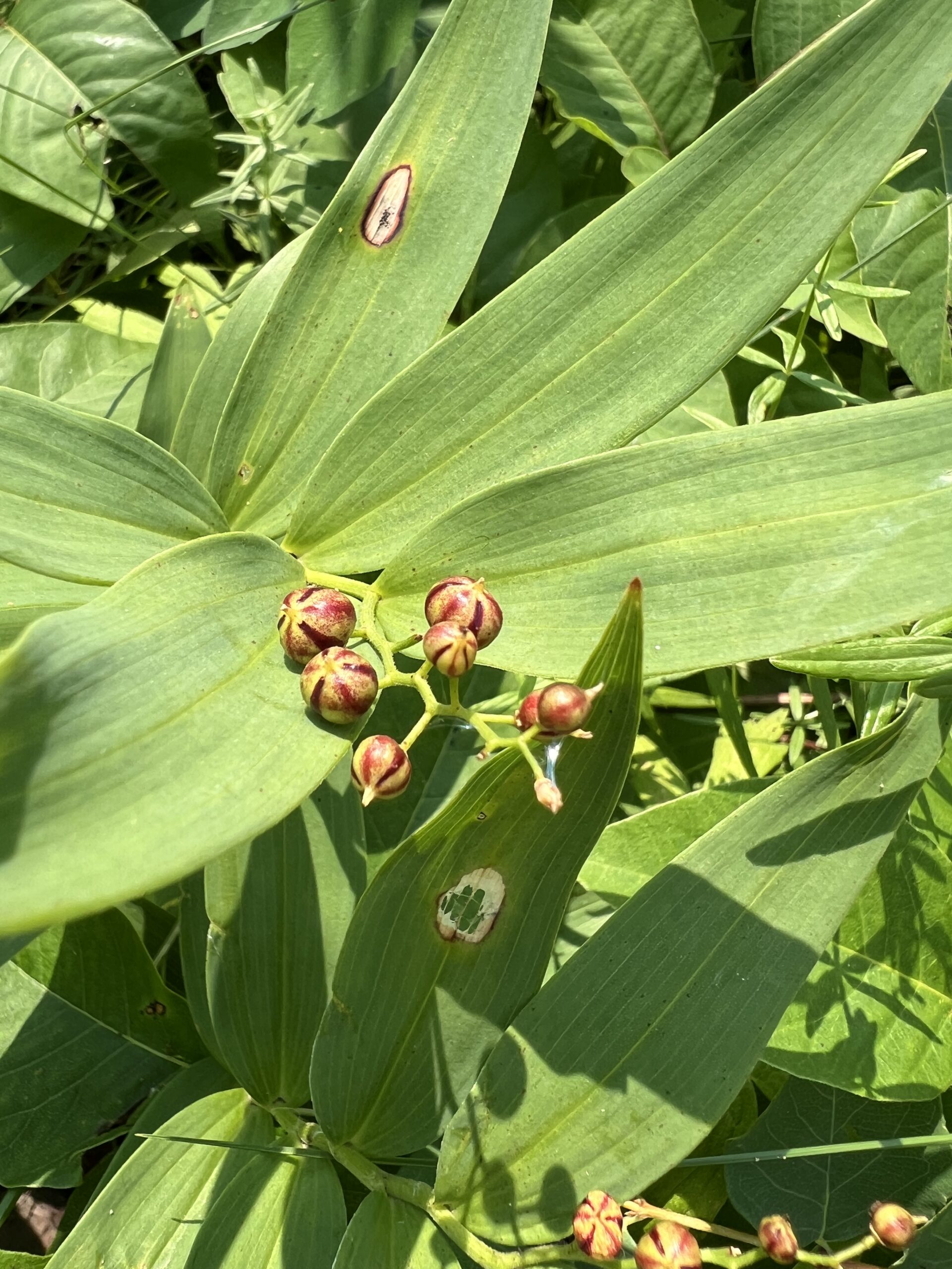 Star-Flowered Lily-of-the-Valley
