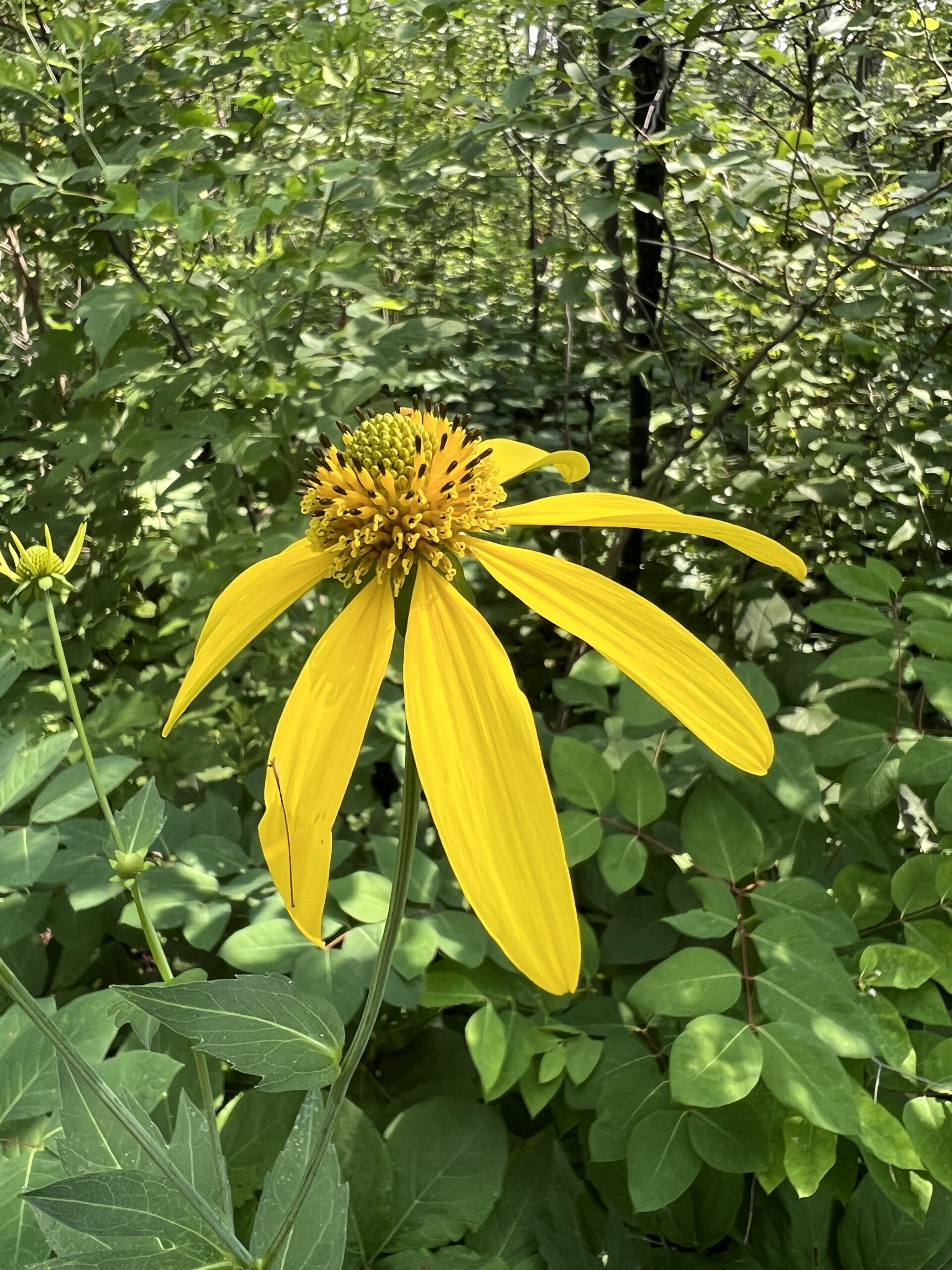 Cutleaf Coneflowers
