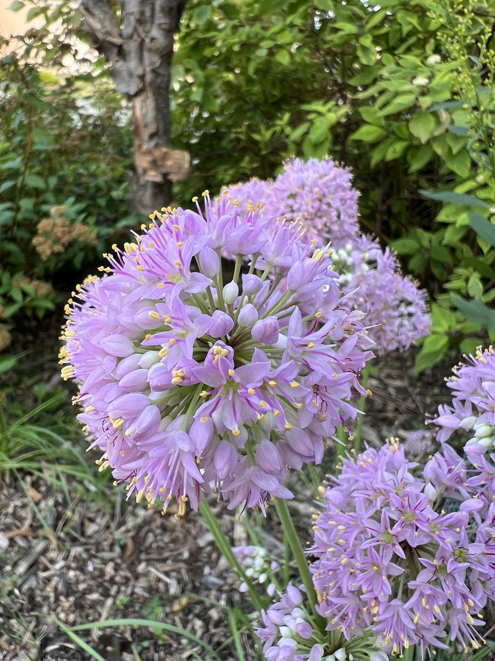 Thinking of Jasper…