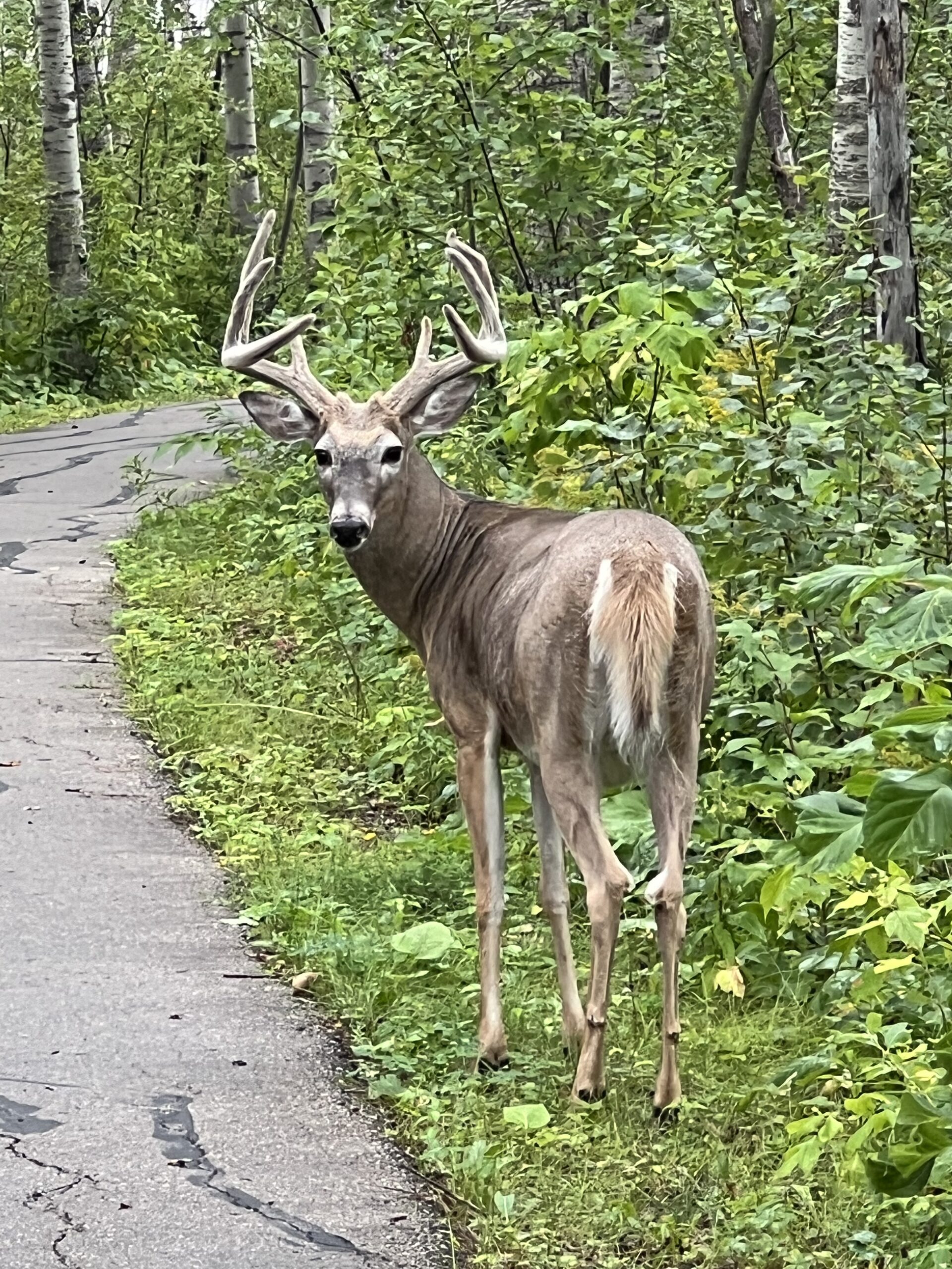 Celebrating gloomy, but comfortably warm summer days…