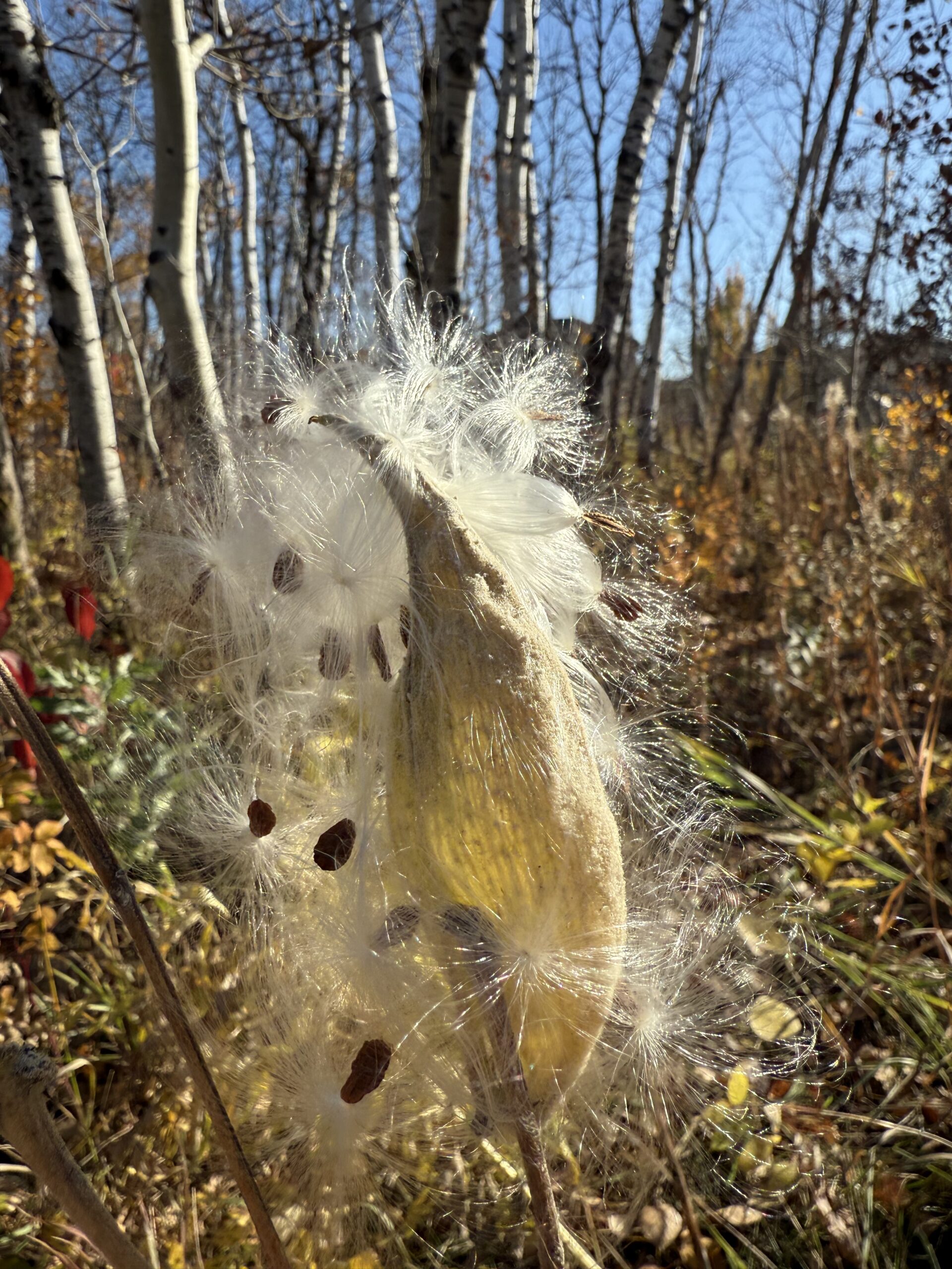 Milkweed Explosion