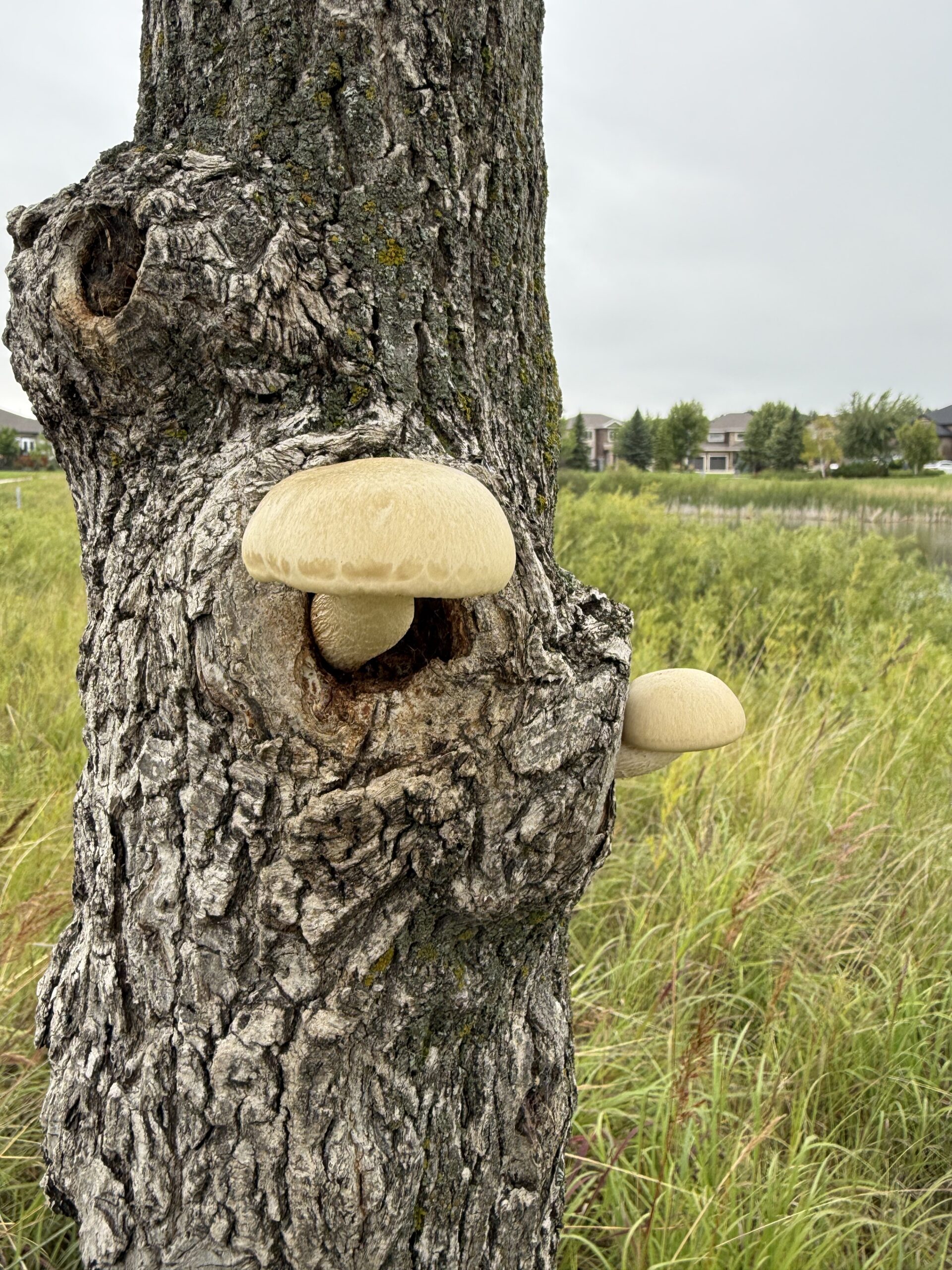 Funny Fungus