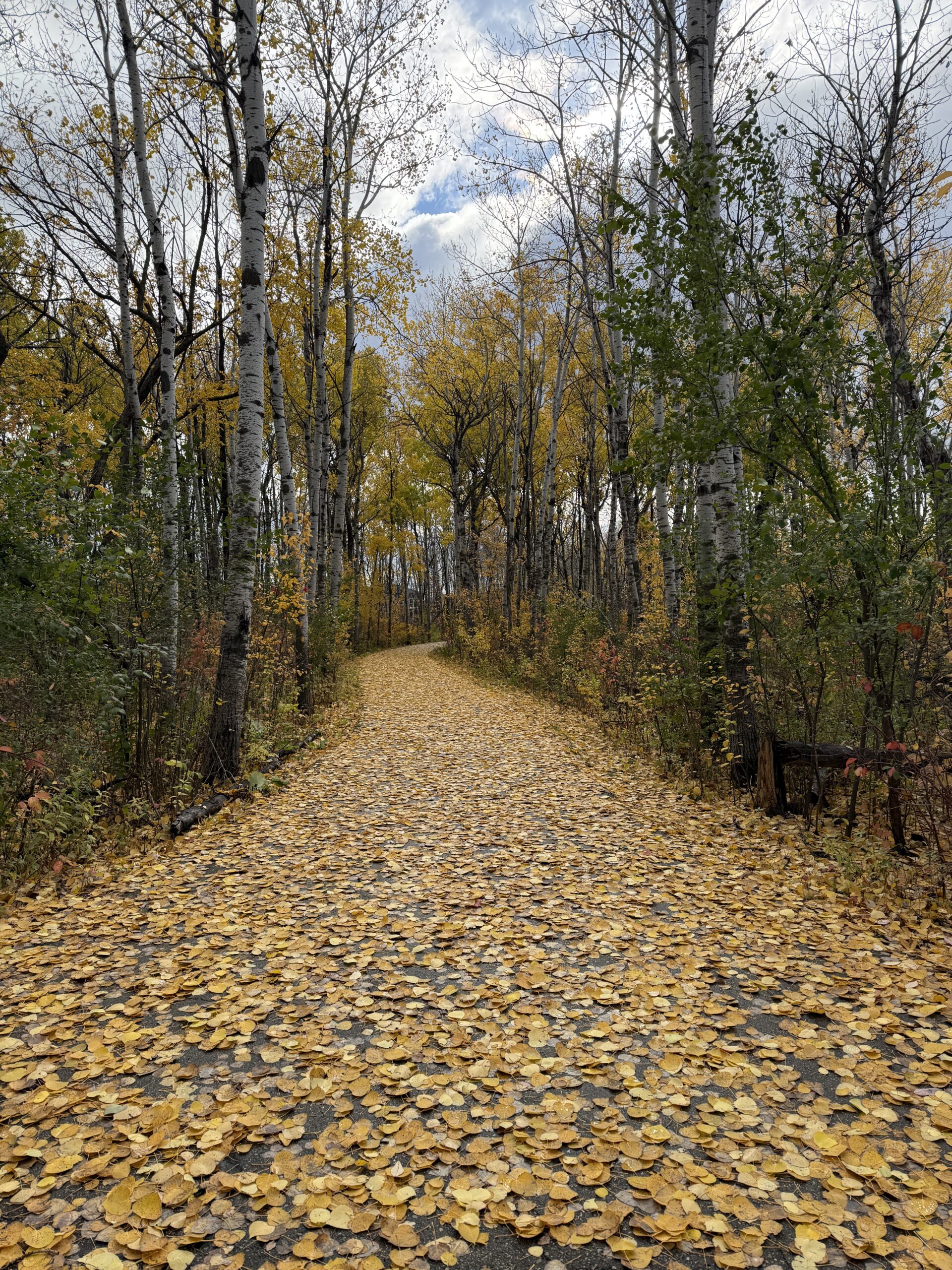 The Yellow Leaf Road