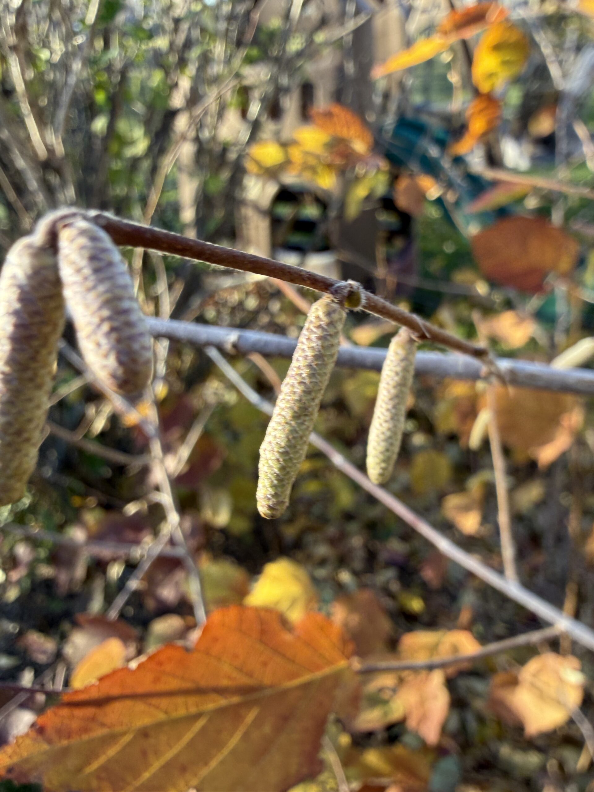 Hazelnut Catkins